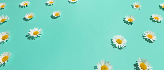 Floral border frame of many chamomile flowers on abstract bright mint green background with empty space
