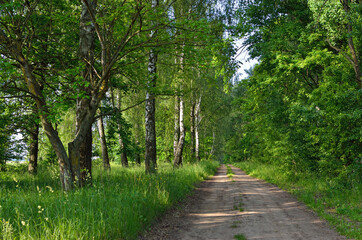 Trail among tall, green trees in a forest