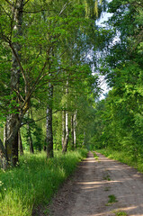 Trail among tall, green trees in a forest