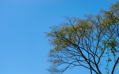 Blue contrast with trees