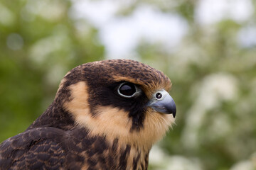 portrait of a young Eurasian hobby (Falco subbuteo) close-up