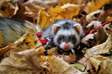 Cute ferret outside in nature
