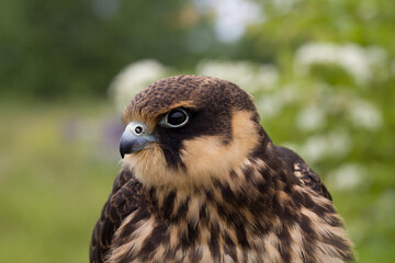 portrait of a young Eurasian hobby (Falco subbuteo) close-up