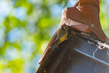 Bluetit, cyanistes caeruleus, feeding brood of chicks nested in a church roof