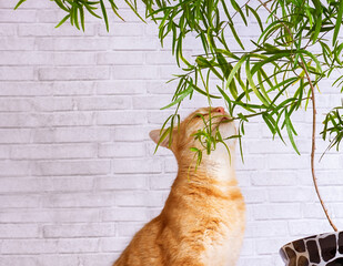 A red cat and a green plant Pteris in a pot ARE against the wall in the loft style. The cat is trying to bite the plant.