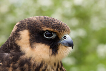 portrait of a young Eurasian hobby (Falco subbuteo) close-up