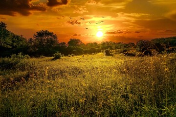 A sunrise during a summer morning in the park