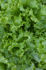 Fresh green lettuce leaves with raindrops