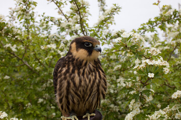 young hunting  Eurasian hobby (Falco subbuteo) sits on a Falconer's glove