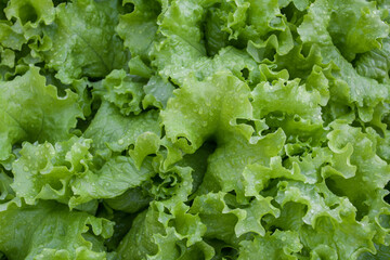 Fresh green lettuce leaves with raindrops