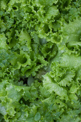 Fresh green lettuce leaves with raindrops