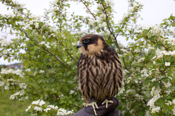 young hunting  Eurasian hobby (Falco subbuteo) sits on a Falconer's glove