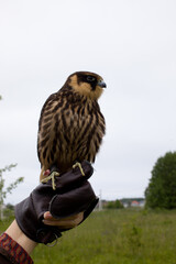 young hunting  Eurasian hobby (Falco subbuteo) sits on a Falconer's glove
