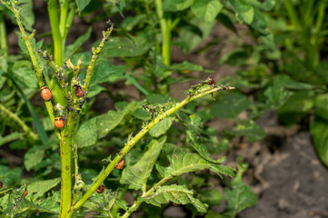 The larvae of the Colorado beetle eat the green tops of potatoes. Concept of agricultural pest control. Background
