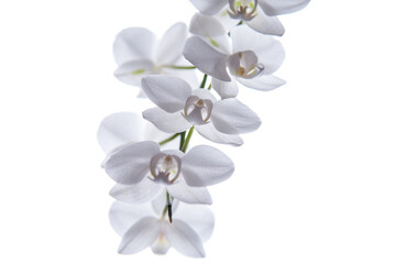 White Orchidaceae on a white background.