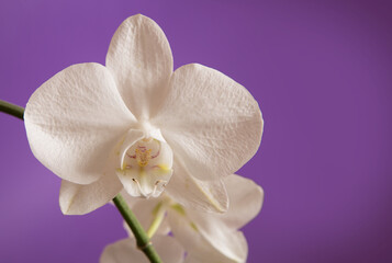 Naklejka na ściany i meble White Orchidaceae on a purple background.