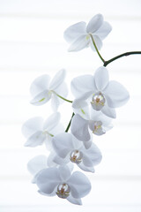 Obraz premium White Orchidaceae on a white background.