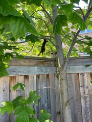 Squirrel in Tree