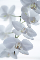 Naklejka na ściany i meble White Orchidaceae on a white background.