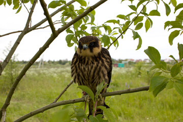 young Eurasian hobby (Falco subbuteo) sits on a tree branch