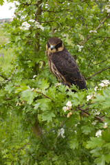 young Eurasian hobby (Falco subbuteo) sits on a flowering hawthorn Bush