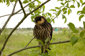 young Eurasian hobby (Falco subbuteo) sits on a tree branch