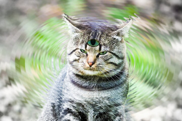 Portrait of predictor cat. Gray cat with three eyes head. Open your third eye