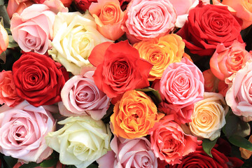 Colorful wedding roses