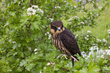 young Eurasian hobby (Falco subbuteo) sits on a flowering hawthorn Bush