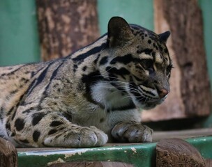 Clouded Leopard Lying Down in Prague Zoo. Neofelis Nebulosa Looking Down.