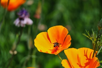 Honey Bee Pollinates Orange Flower in the Garden of Czech Republic. 