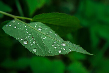 leaf with raindrops in the forest