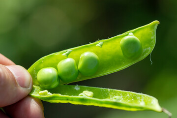 A pod of young green peas in the hands of a farmer.