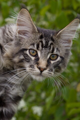 portrait of a kitten maine coon coloring mackerel tabby close up