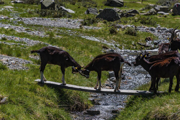 Ziegenkampf auf der Sulzenau Alm im Stubaital