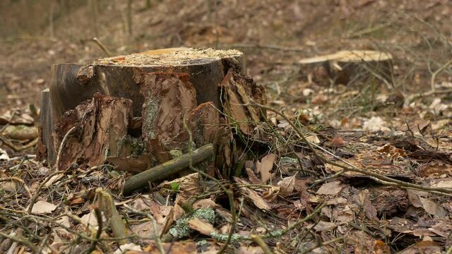 Fresch cut two pine trees stumps in the autumn forest. Rack focus handheld shot.