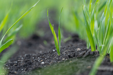 Growing Young Green Corn Seedling Sprout in Cultivated Agricultural Farm Field, Selective Focus with Shallow Depth of Field