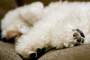 White Toy Poodle sleeps on the sofa.