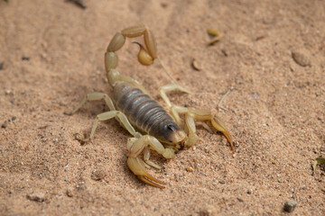 Giant Desert Hairy Scorpion.