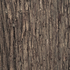 Obraz premium Closeup of old weather beaten tree bark texture background pattern