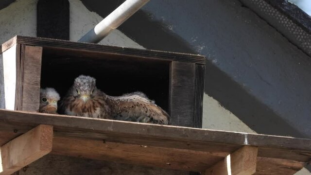 Turnfalken (Falco tinnunculus) am Nistkasten