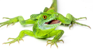 Fototapeta premium Green basilisk or Jesus lizard know as reptile that can walk on water isolated on white background