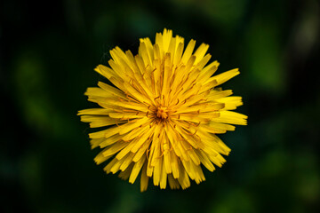 Yellow dandelion up close dramatic