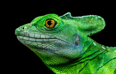 Closeup of Green basilisk lizard know as Jesus lizard, the reptile the can run on water isolated on back background