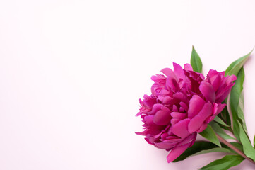 Burgundy peony flower on a pink background. Top view, copy space. Concept Mother's Day, Family Day, Valentine's Day