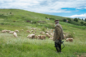 Old shepherd at work, watching his flock of sheep in the meadow at the top of the hill
