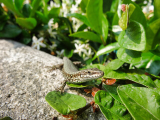 Close up macro of lizard an stone wall between green leaves.
