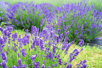 A field of fragrant lavender flowers at a lavender farm in New Jersey, United States