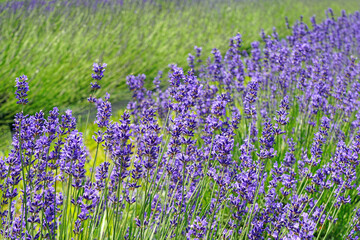 Naklejka premium A field of fragrant lavender flowers at a lavender farm in New Jersey, United States
