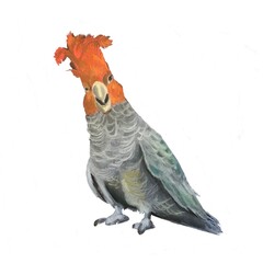 gray with red cockatoo on a white background © Юлия Сухомлина